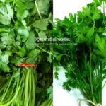 diferencias entre cilantro y perejil. Consejos cocina. mundial recetas