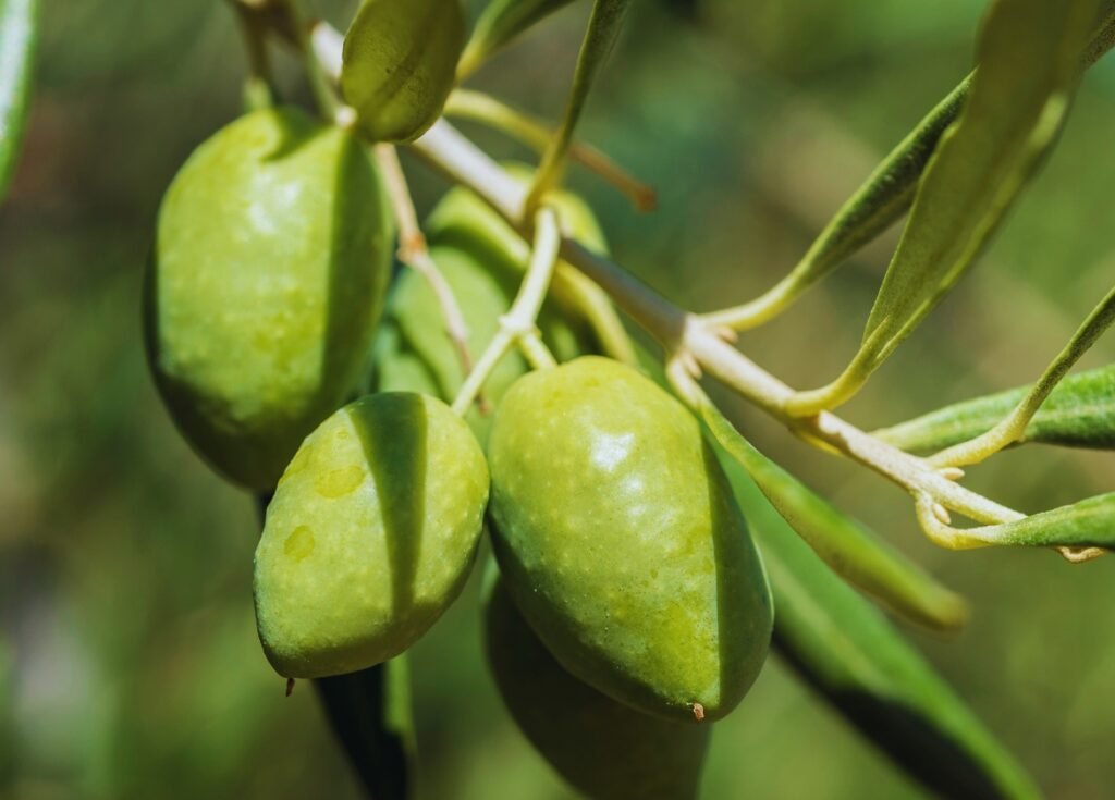 aceituna cornicabra. tipos de aceitunas.