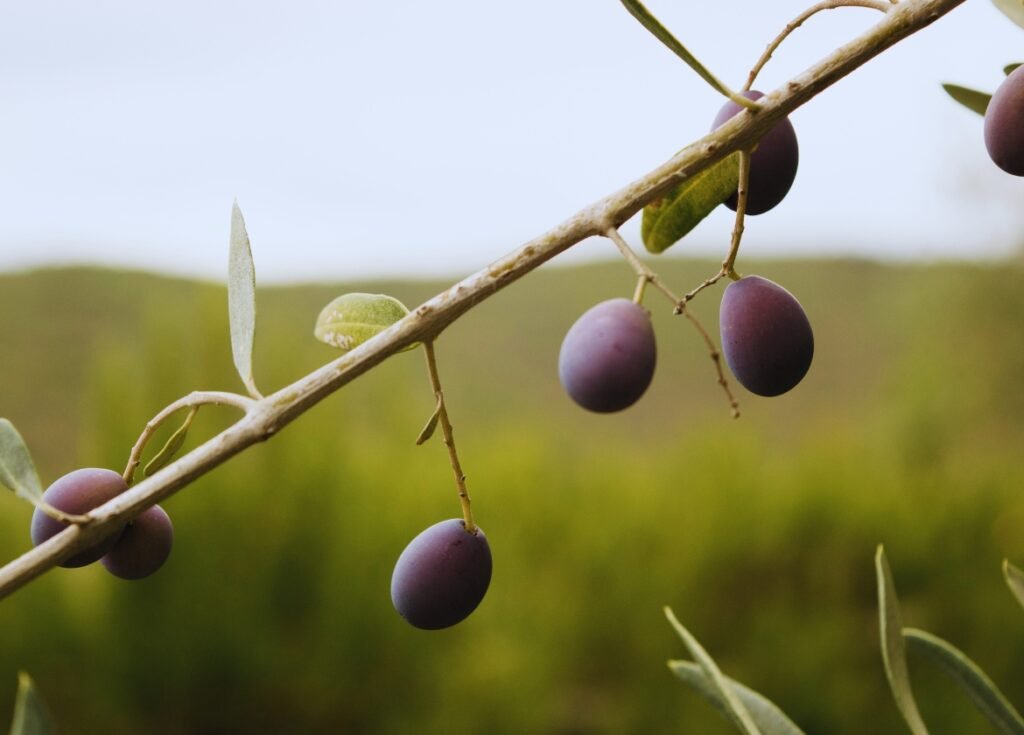 Aceituna Frantoio