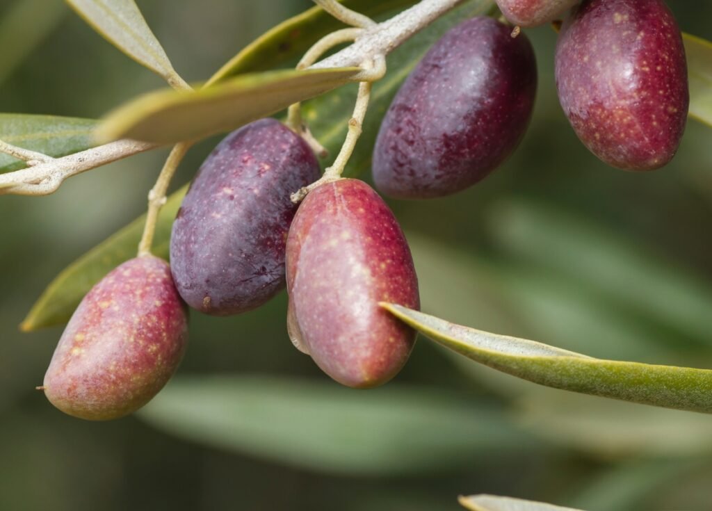 Aceituna Picual