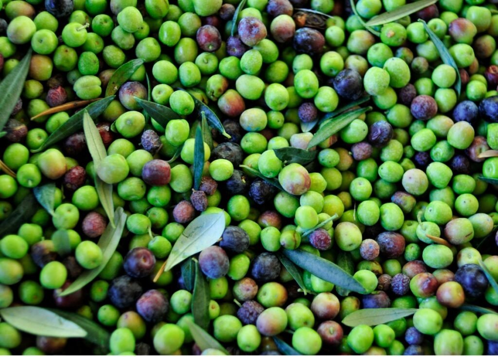 Aceituna arbequina