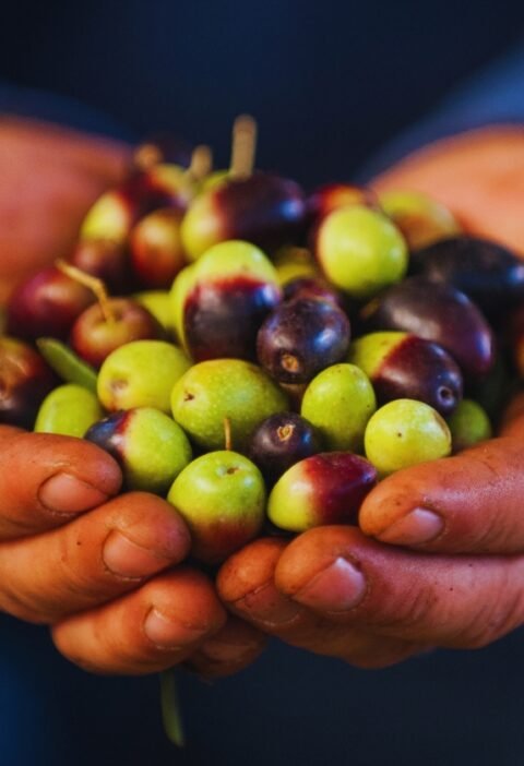 Aceituna. Aceitunas. Oliva. olivas. aceitunas verdes y negras. tipos de aceitunas