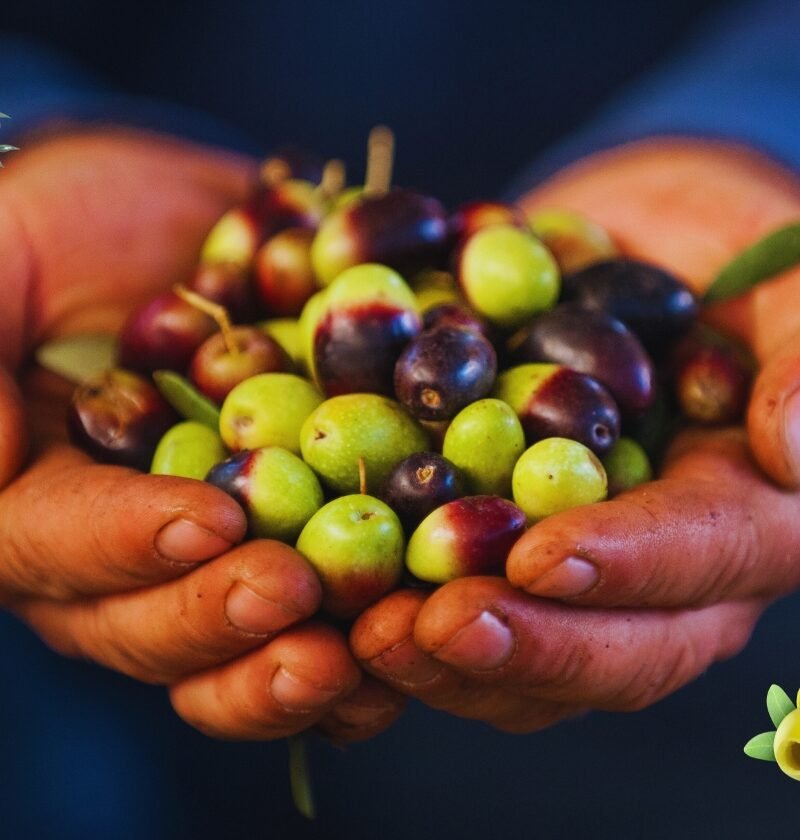 Aceituna. Aceitunas. Oliva. olivas. aceitunas verdes y negras. tipos de aceitunas