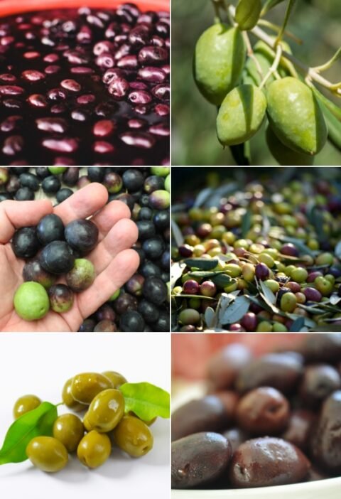 tipos de aceitunas