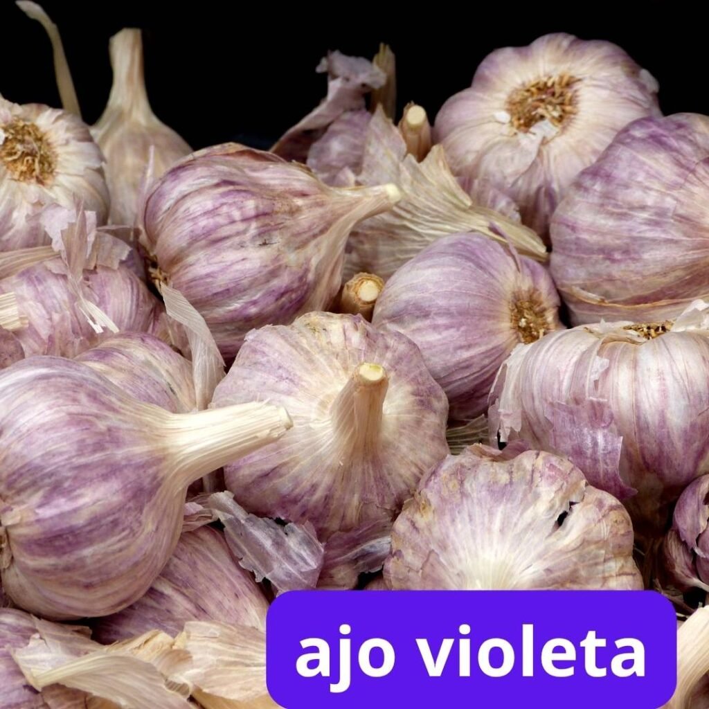 Cabeza de ajo violeta con piel de color violáceo y dientes compactos