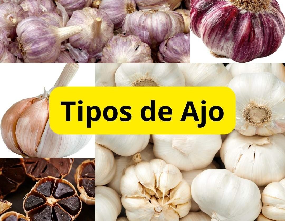 Diferentes variedades de ajo como ajo blanco, ajo morado y ajo negro sobre una superficie de cocina