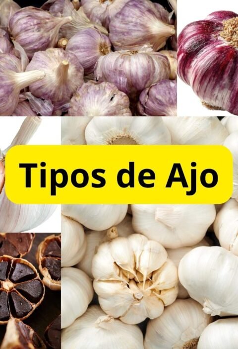 Diferentes variedades de ajo como ajo blanco, ajo morado y ajo negro sobre una superficie de cocina