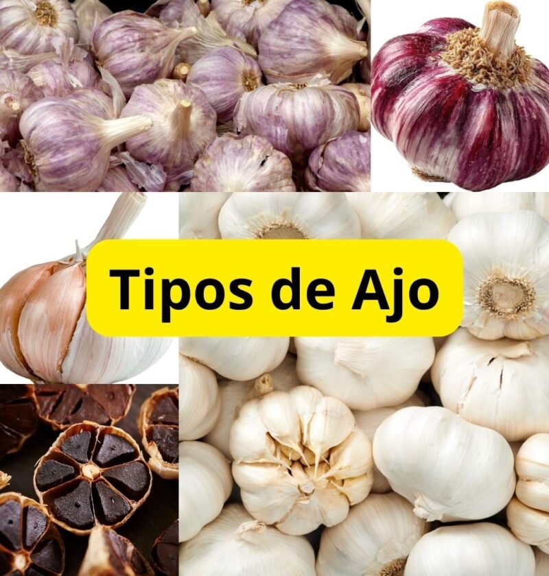 Diferentes variedades de ajo como ajo blanco, ajo morado y ajo negro sobre una superficie de cocina
